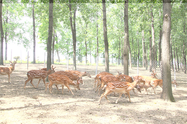 1619157556412588.jpg 3.jpg