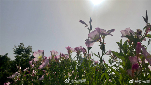 【圖說(shuō)淮南】——忽驚月見(jiàn)新成片，還道仙荷遠淖塵