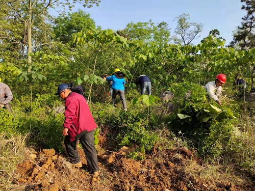 淮南八公山妙山林場(chǎng)積極開(kāi)展森林撫育工作