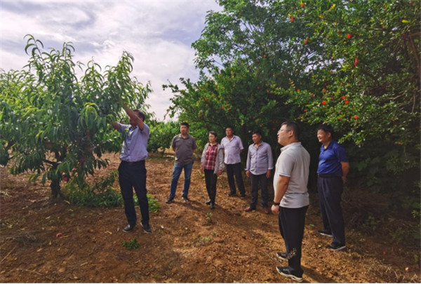 淮南市林業(yè)局開(kāi)展對口幫扶科技下鄉活動(dòng)