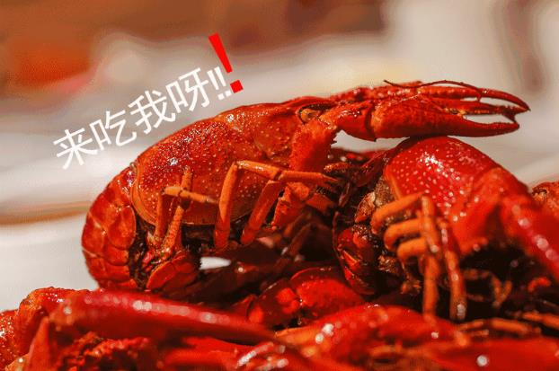 重磅通知，有“鉗”任性！千斤龍蝦空降淮南免費吃，精釀啤酒免費喝啦，速來(lái)參與