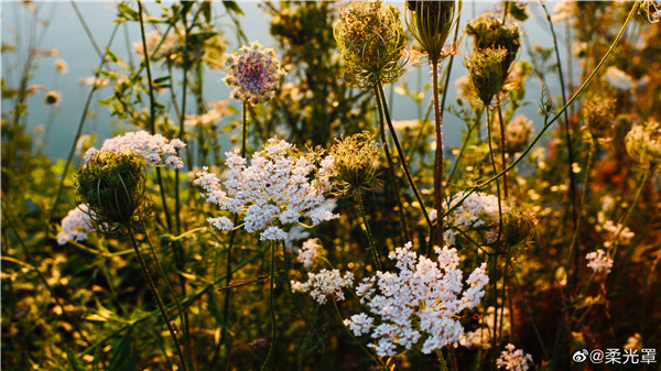 【圖說(shuō)淮南】——墻頭雨細垂纖草，水面風(fēng)回聚落花