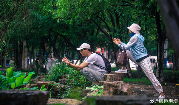 【圖說(shuō)淮南】——龍湖公園荷花開(kāi)了！曲橋荷韻美如畫(huà) ~