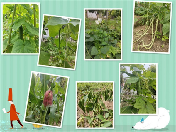 淮南：翠瓜伴蟬鳴，長(cháng)角尋蛙歡 ----淮南十一中勞動(dòng)教育碩果累累