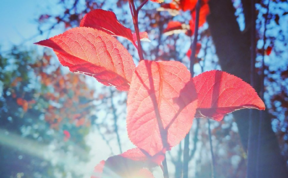 【圖說(shuō)淮南】——淮南龍湖公園的秋景你看過(guò)嗎？