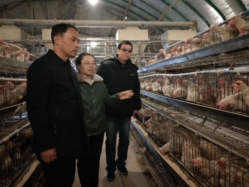 淮南市區作家協(xié)會(huì )組織參觀(guān)淮南麻黃雞養殖基地