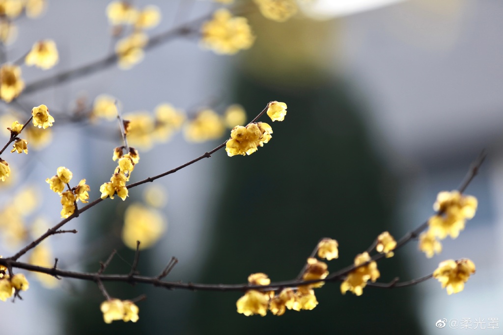 【圖說(shuō)淮南】——淮南的梅花開(kāi)了！快來(lái)看看！