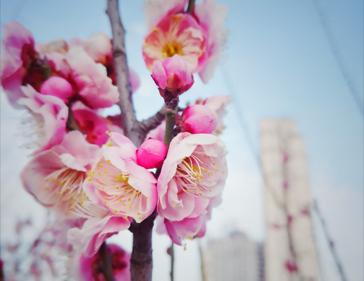 【圖說(shuō)淮南】——淮南五一廣場(chǎng)的梅花！你去看了嗎？