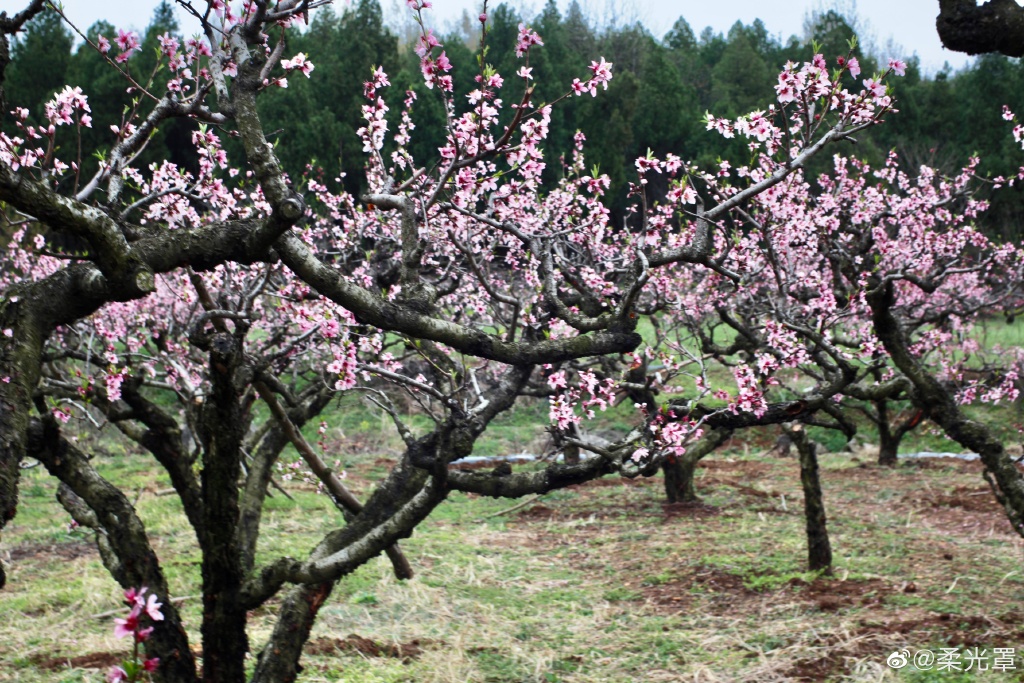 【圖說(shuō)淮南】——淮南的桃花開(kāi)了！
