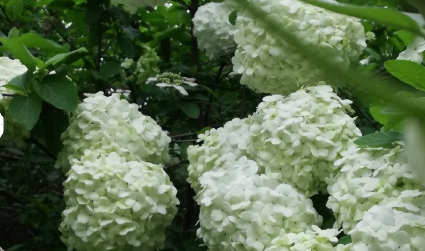 【圖說(shuō)淮南】——2022年的淮南繡球花一定不能錯過(guò)！