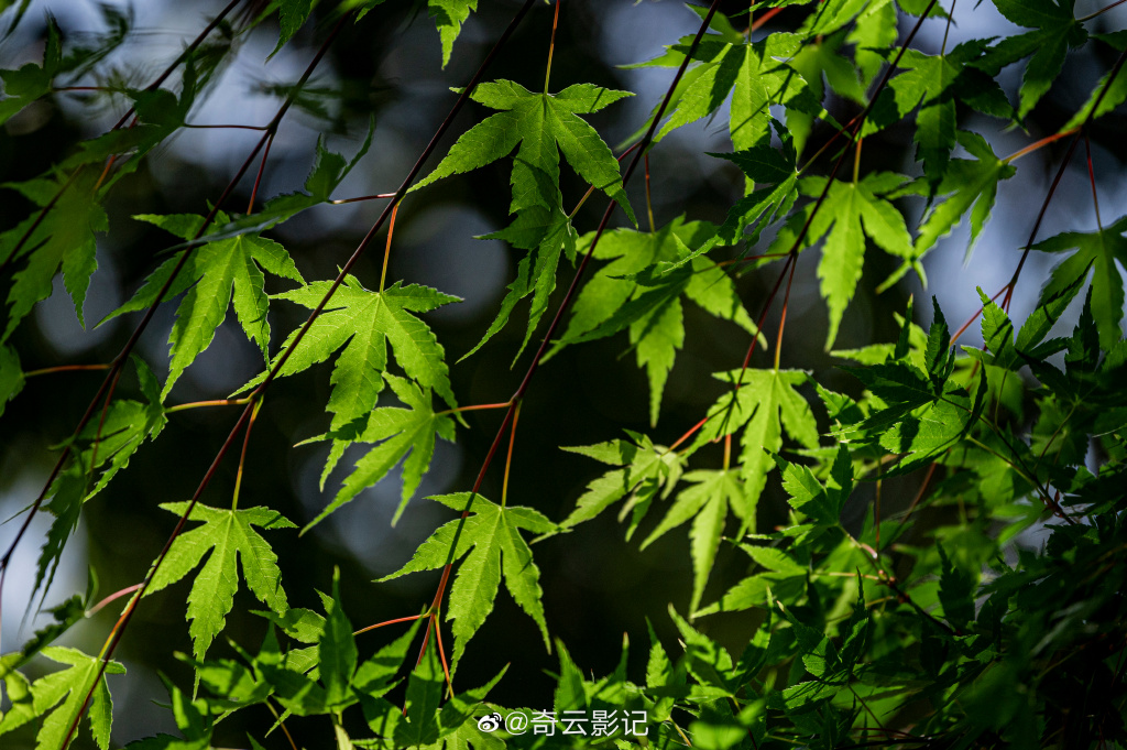 【圖說(shuō)淮南】——淮南2022年的這一抹新綠請簽收！