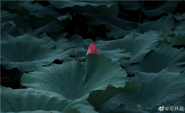 【圖說(shuō)淮南】——淮南夏日的荷花究竟有多美？