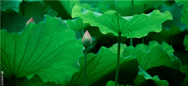 【圖說(shuō)淮南】——淮南焦崗湖的荷花一定要來(lái)看一看！
