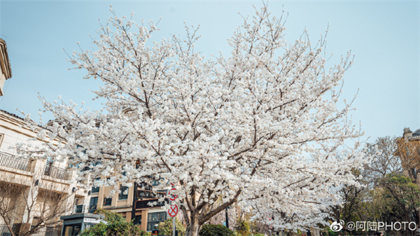 【圖說(shuō)淮南】——來(lái)回顧一下淮南泉山湖的櫻花吧！
