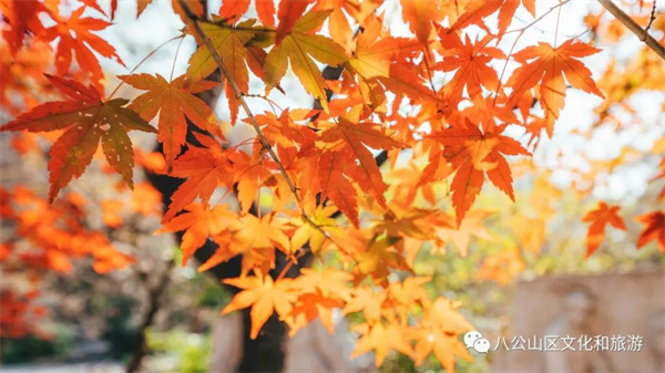 【圖說(shuō)淮南】——八公山風(fēng)景區楓葉