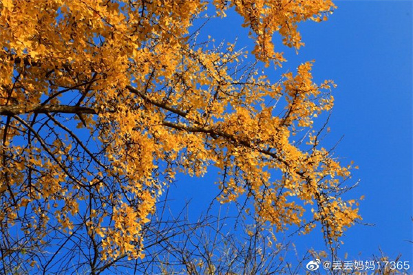 【圖說(shuō)淮南】——茅仙洞銀杏景