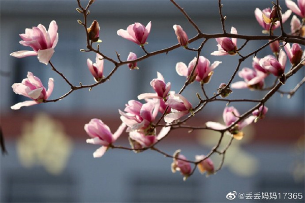 【圖說(shuō)淮南】——滿(mǎn)園春色的淮南