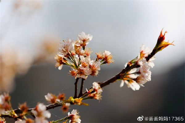 【圖說(shuō)淮南】——滿(mǎn)園春色的淮南