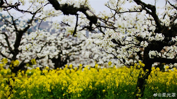 【圖說(shuō)淮南】——天將小雨交春半，誰(shuí)見(jiàn)枝頭花歷亂