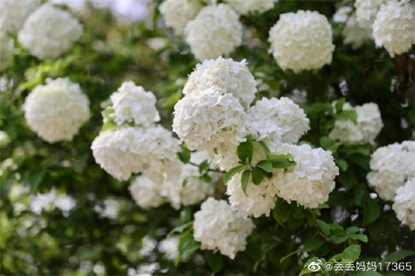 【圖說(shuō)淮南】——童稚癡狂撩亂走，繡球花仗滿(mǎn)堂前。