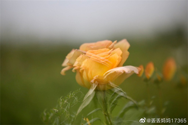 【圖說(shuō)淮南】——只道花無(wú)十日紅，此花無(wú)日不春風(fēng)