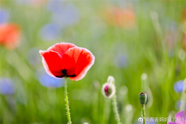 【圖說(shuō)淮南】——花即使不被欣賞依然會(huì )盛開(kāi)