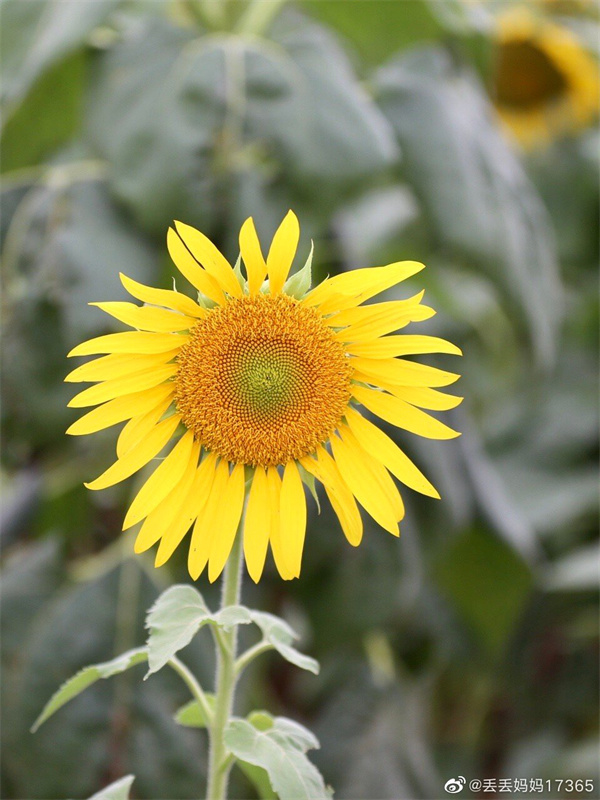 【圖說(shuō)淮南】——陽(yáng)光明媚，微風(fēng)不燥