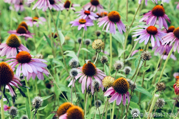 【圖說(shuō)淮南】——花開(kāi)花謝皆風(fēng)景