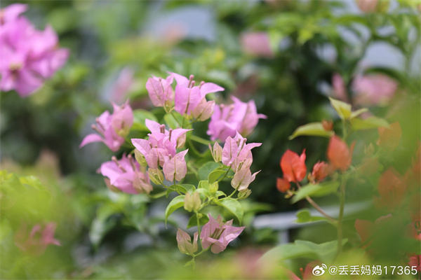 【圖說(shuō)淮南】——九州花灼總難比，四海蜚聲三角梅