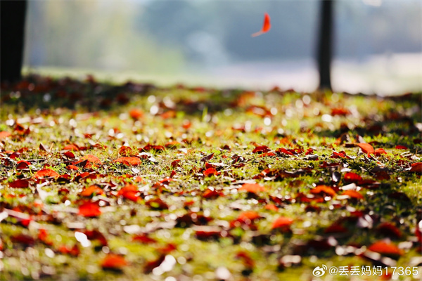 【圖說(shuō)淮南】——秋風(fēng)吹盡舊庭柯，黃葉丹楓客里過(guò)