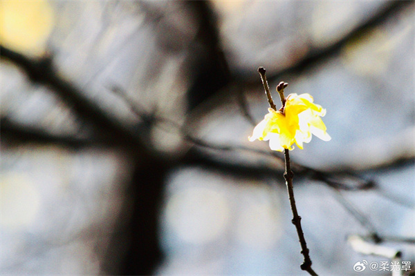 【圖說(shuō)淮南】——承恩不在貌，誰(shuí)敢斗香來(lái)