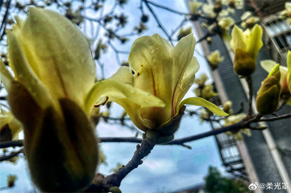 【圖說(shuō)淮南】——凈若清荷塵不染，色如白云美若仙  ???