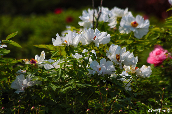 【圖說(shuō)淮南】——牡丹花品冠群芳，況是其間更有王