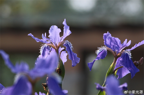【圖說(shuō)淮南】——神女花都鳶尾秀，圣靈皇室鴿翎涵 