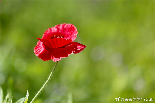 【圖說(shuō)淮南】——初夏的花兒 