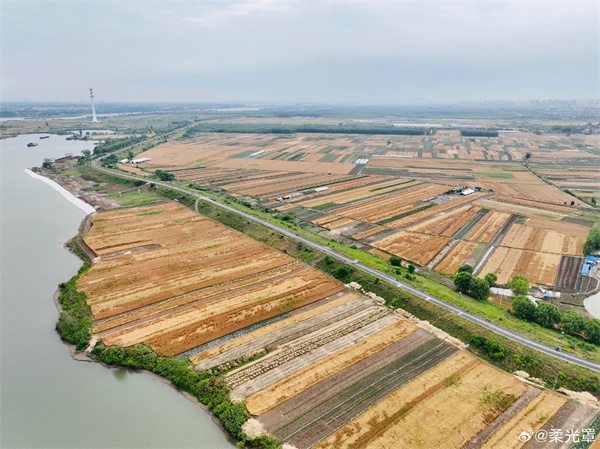 【圖說(shuō)淮南】——暖日烘晴麥正秋，麥田高下五分收