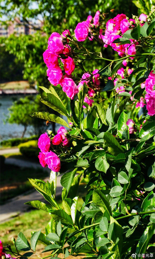 【圖說(shuō)淮南】——芳香醉萬(wàn)人，情誼在心間
