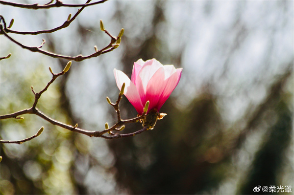 【圖說(shuō)淮南】——朱砂一點(diǎn)，儀態(tài)萬(wàn)千