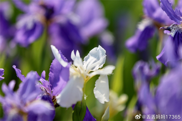 【圖說(shuō)淮南】——花花綠綠  ???