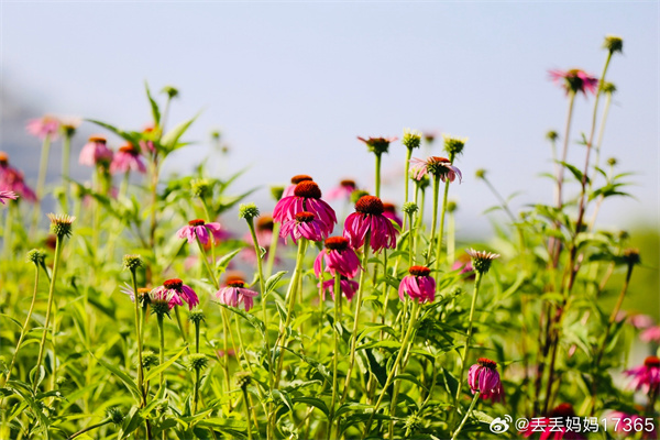 【圖說(shuō)淮南】——今日立秋