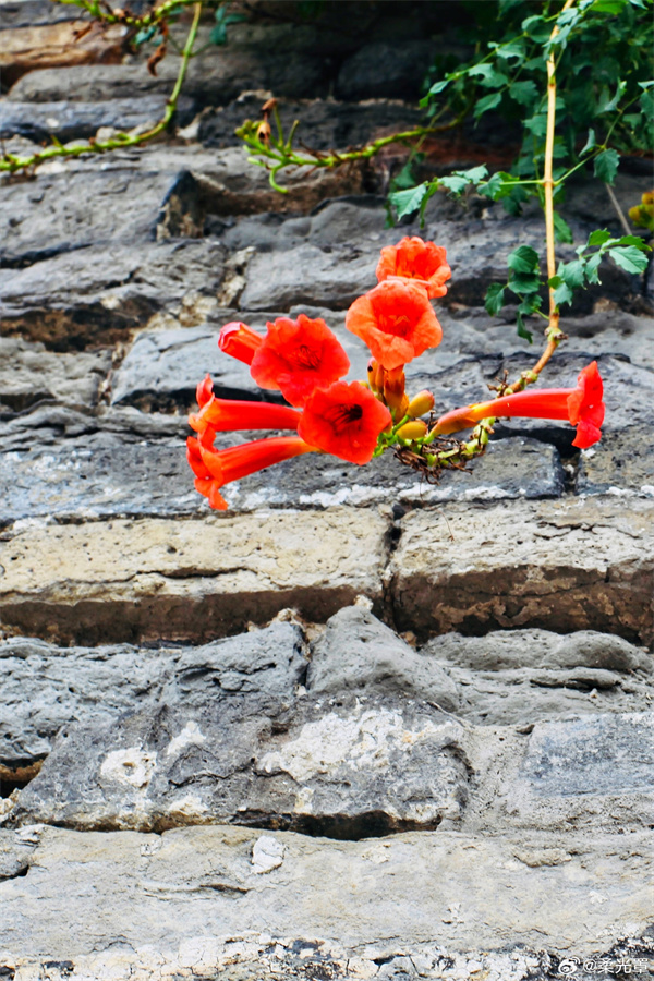 【圖說(shuō)淮南】——古城墻上的花兒