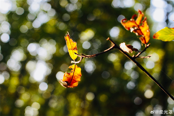 【圖說(shuō)淮南】——莫恨花開(kāi)秋向晚，晚秋方是好風(fēng)光