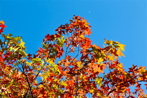 【圖說(shuō)淮南】——秋葉紅
