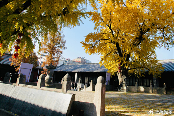 【圖說(shuō)淮南】——滿(mǎn)地翻黃銀杏葉  