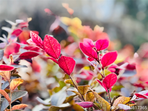 【圖說(shuō)淮南】—— 寒冬中的暖色