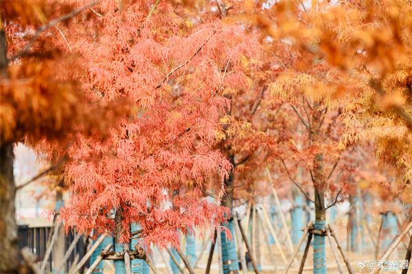 圖說(shuō)淮南——告別2024  ???