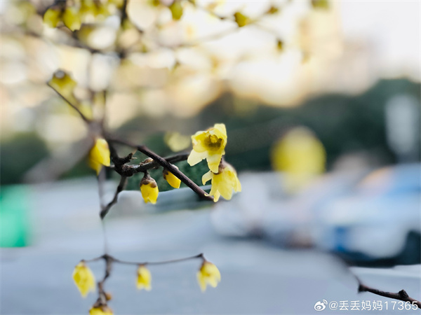 【圖說(shuō)淮南】——暗香