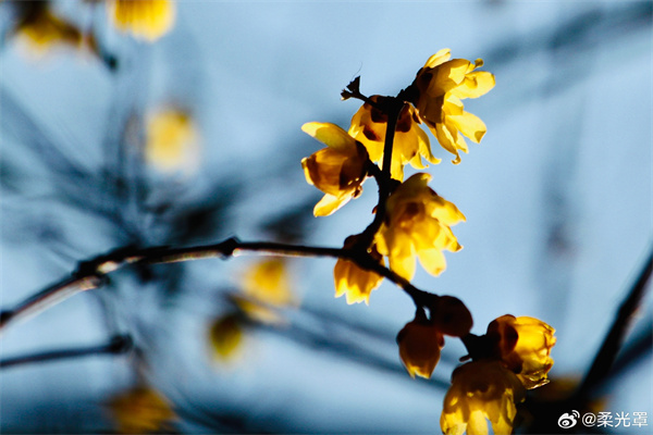 【圖說(shuō)淮南】——破臘驚春意，凌寒試曉?shī)y