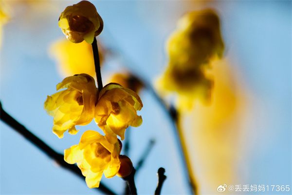 【圖說(shuō)淮南】——墻角數枝梅，凌寒獨自開(kāi)