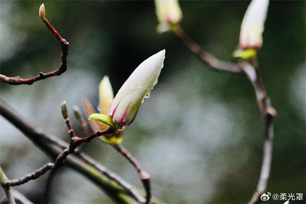 【圖說(shuō)淮南】——潔白無(wú)瑕滿(mǎn)枝頭，淡淡幽香徐自來(lái)